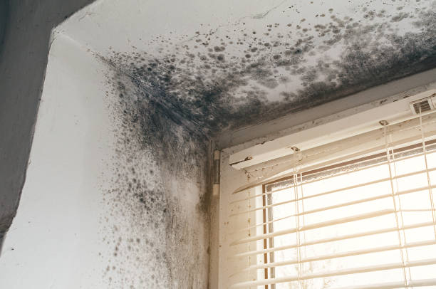 Affordable Basement Mold Removal solutions in New Providence, PA