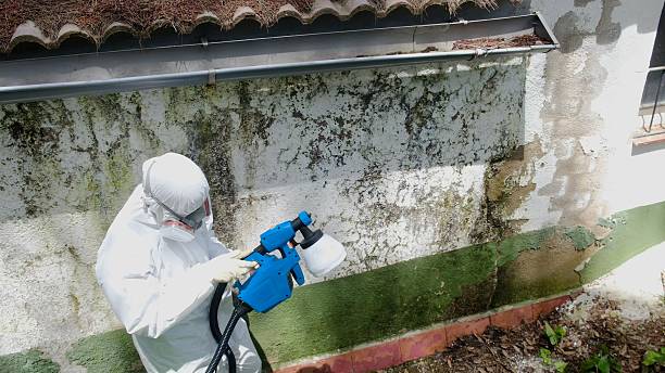Trusted Mold Inspection service in New Providence, PA - Cheap Mold Removal